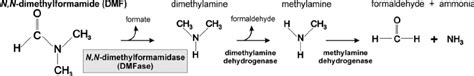 amitraz dmf degradation